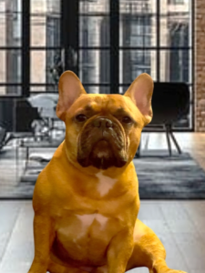 Hank, our French Bulldog office manager